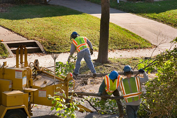 Best Tree Removal for Businesses  in Inez, TX